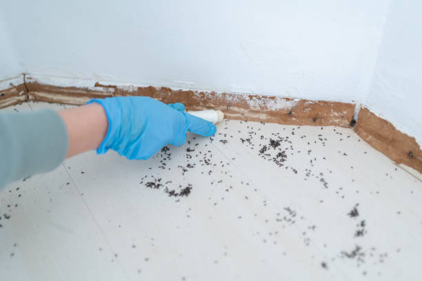 Best Best Pest Control Companies  in Toledo, IL